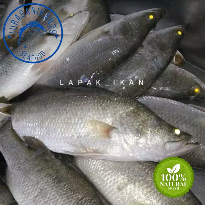 

Ikan Kakap Putih Segar 1~Kilogram