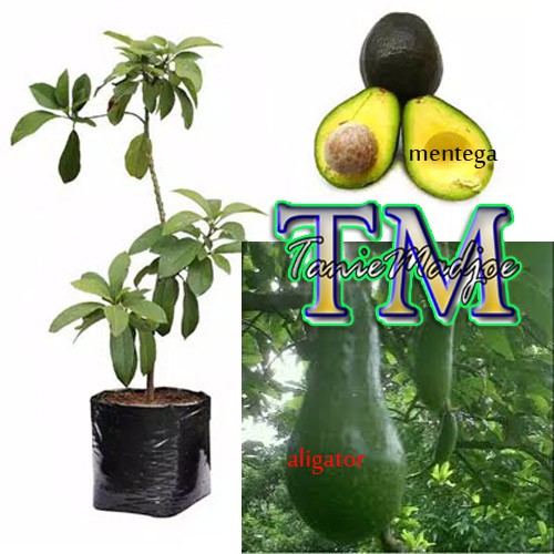 Paket Hemat 3 Jenis Bibit Tanaman Buah Alpukat