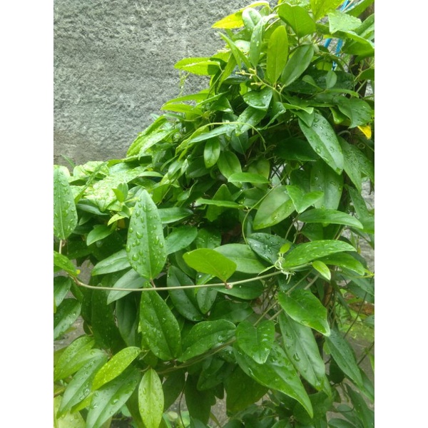 

DAUN CINCAU SEGAR