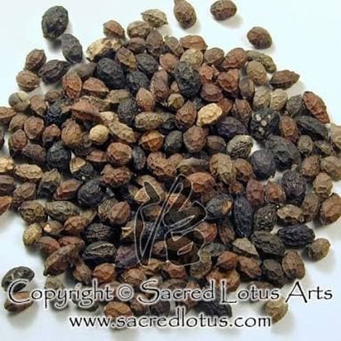 

Ya dan zi 鸦胆子 KU SHEN ZI JAVA BRUCEA FRUIT FRUITS 100 gram