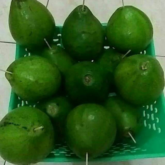 

Buah Alpukat