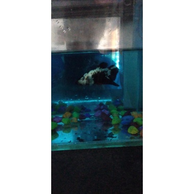 cupang black samurai real pict