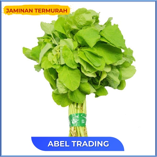 

DAUN BAYAM HIJAU IKAT 150 GR