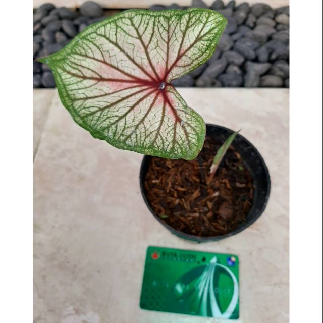 Caladium Srikandi Bibit Kualitas Import