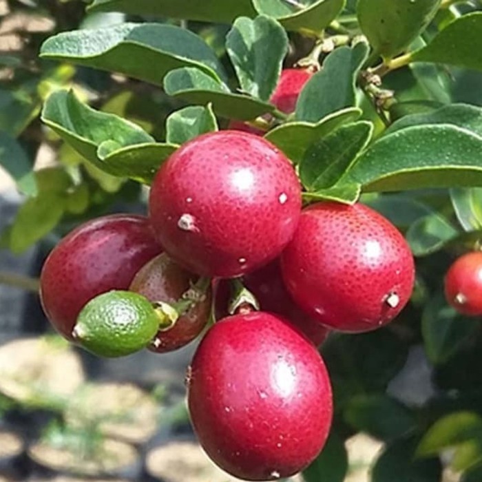 Bibit tanaman jeruk kinkit merah manis