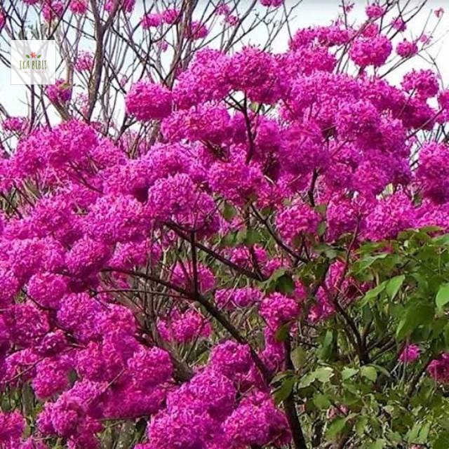 Bibit tabebuya merah