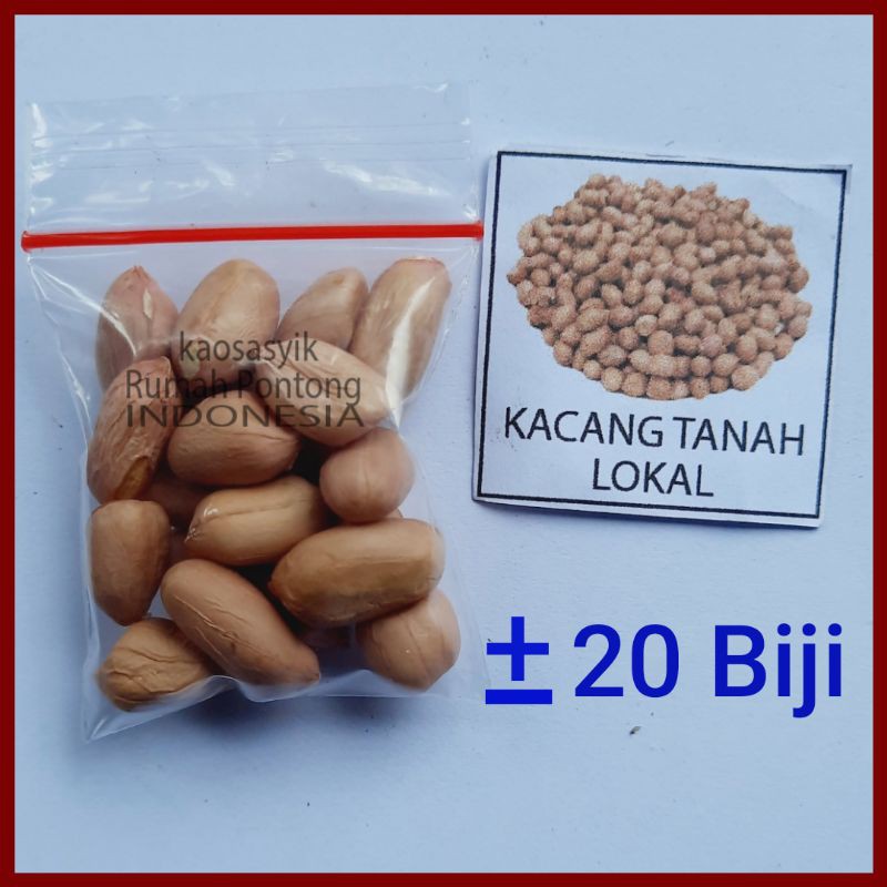 BENIH KACANG / KACANG HIJAU, KAPRI, MERAH, TANAH, KECIPIR, KEDELAI, TOLO/LANDES-20 Kcng Tanah Lokal