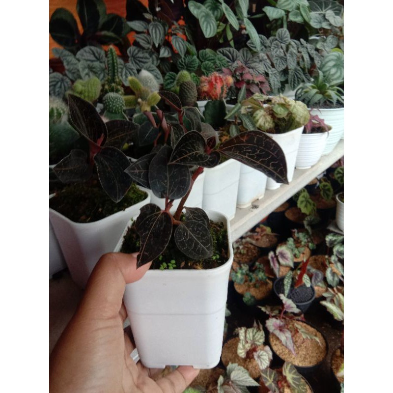 tanaman hias jewel orchid/macodes