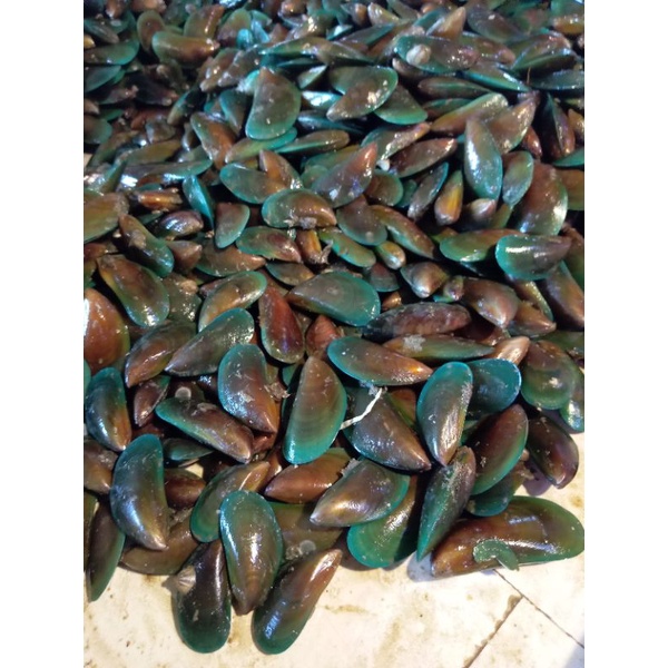 

Kerang hijau segar murah 500 gram