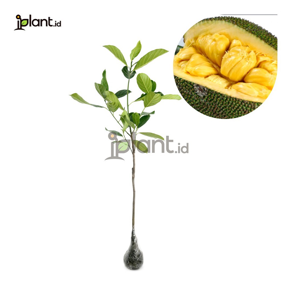 Nangka Madu