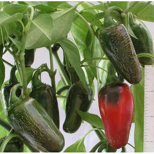 Benih-Bibit Cabe Jalapeno Early (Haira Seed)