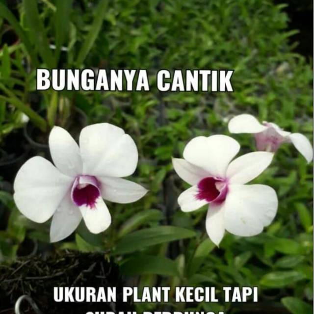Anggrek dendro mini