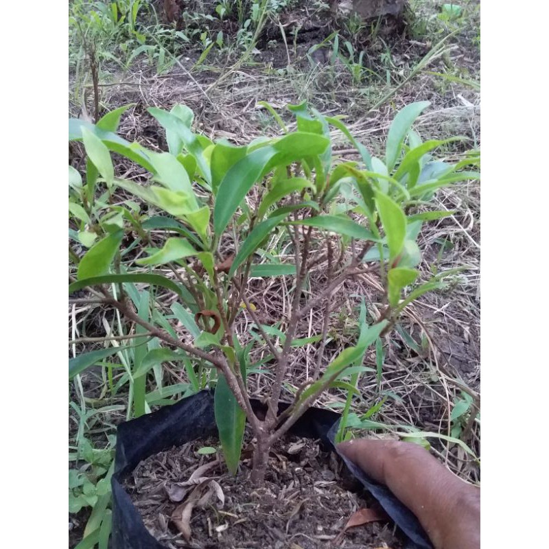 bibit / bahan bonsai beringin afrika