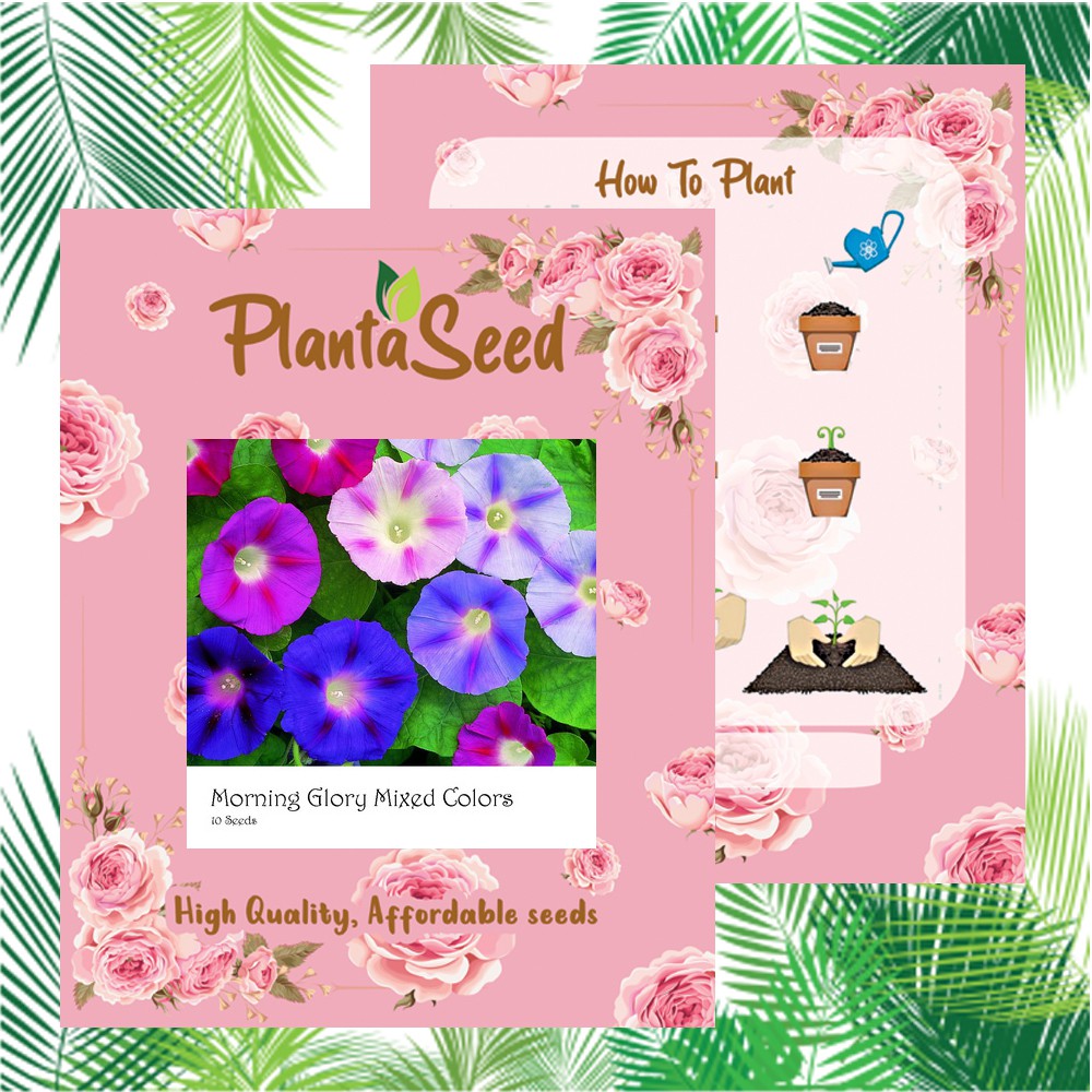 PlantaSeed - 10 Seeds - Morning Glory Mixed Color Biji Bunga - PAS0206