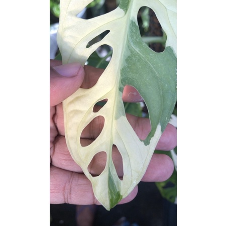 monstera acuminata variegata / monkey mask variegata