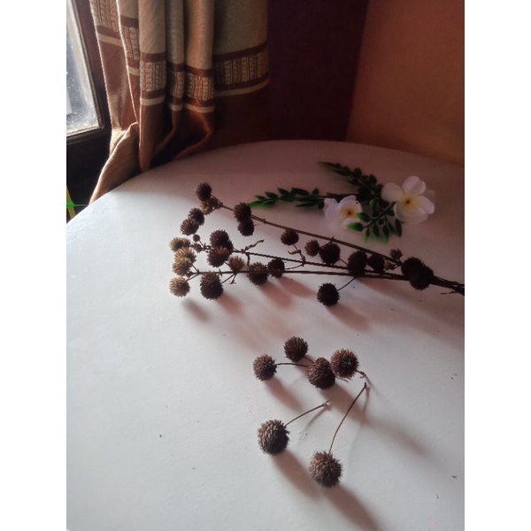 

bunga pompom kering