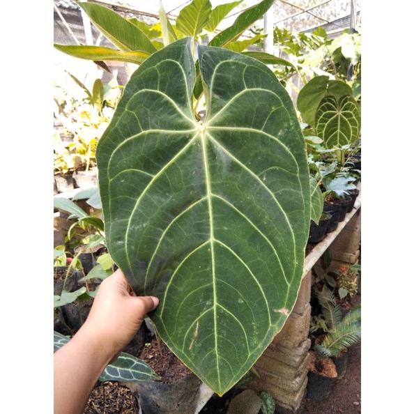 anthurium magnificum verde jumbo