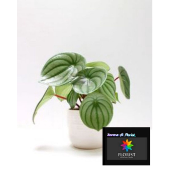Tanaman hias Peperomia watermelon silver daun besar