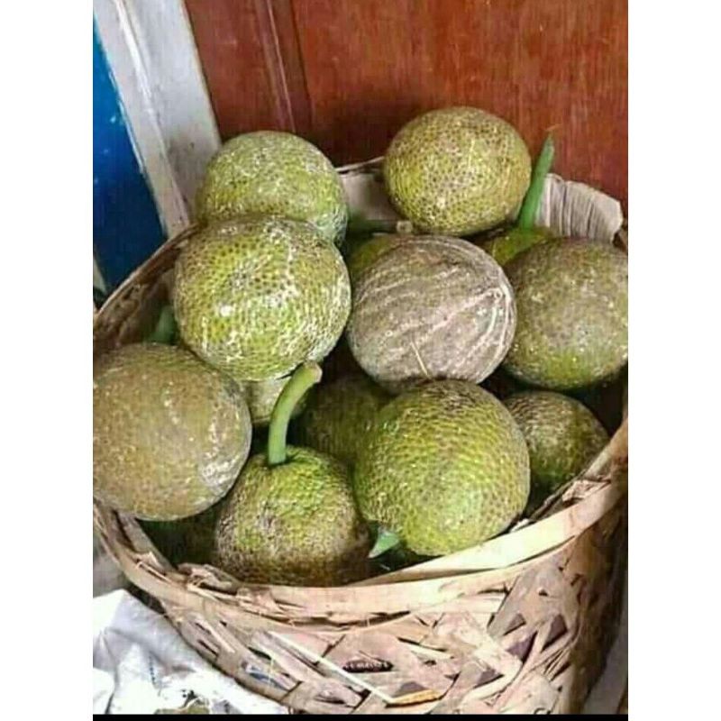

BUAH SUKUN