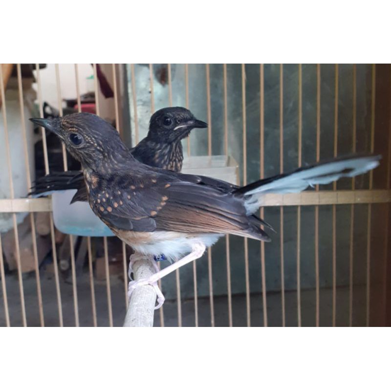 Murai Trotol Ring APBN trah indukan prestasi 100% Garansi Jantan