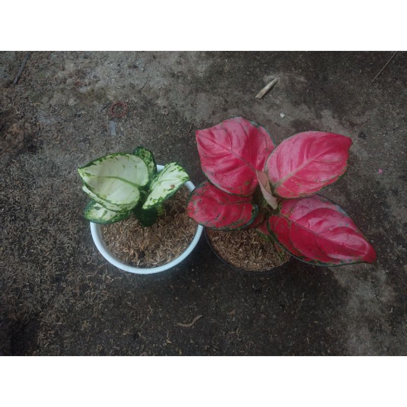 aglonema paket merah putih