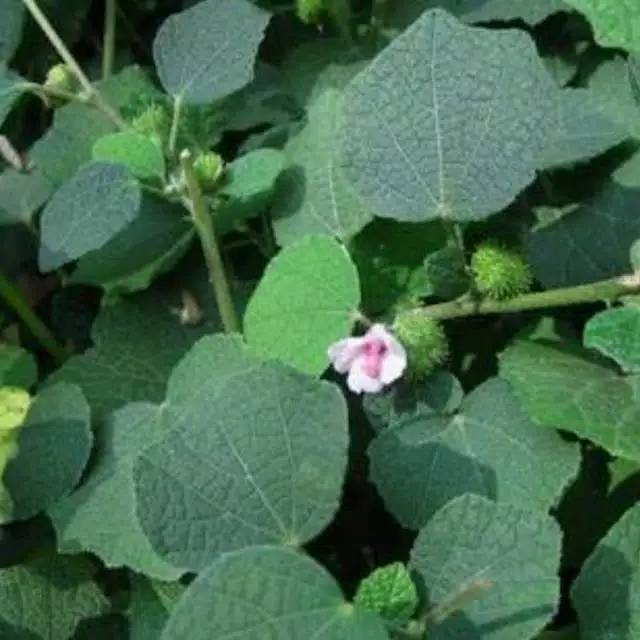 

Daun Pulutan segar