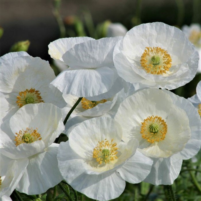 Benih Bibit Biji - Bunga Poppy Bridal Silk Papaver rhoeas Flower Seeds - IMPORT