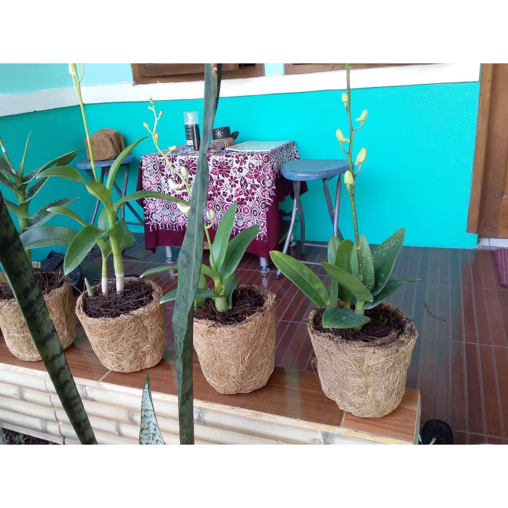 POT ANGGREK SABUT KELAPA TERLARIS Shopee Indonesia POT ANGGREK SABUT KELAPA TERLARIS Shopee Indonesia