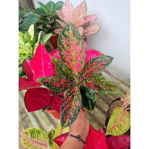 AGLAONEMA VENUS