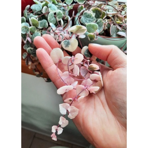 String of Heart Variegata (SOH Variegata)