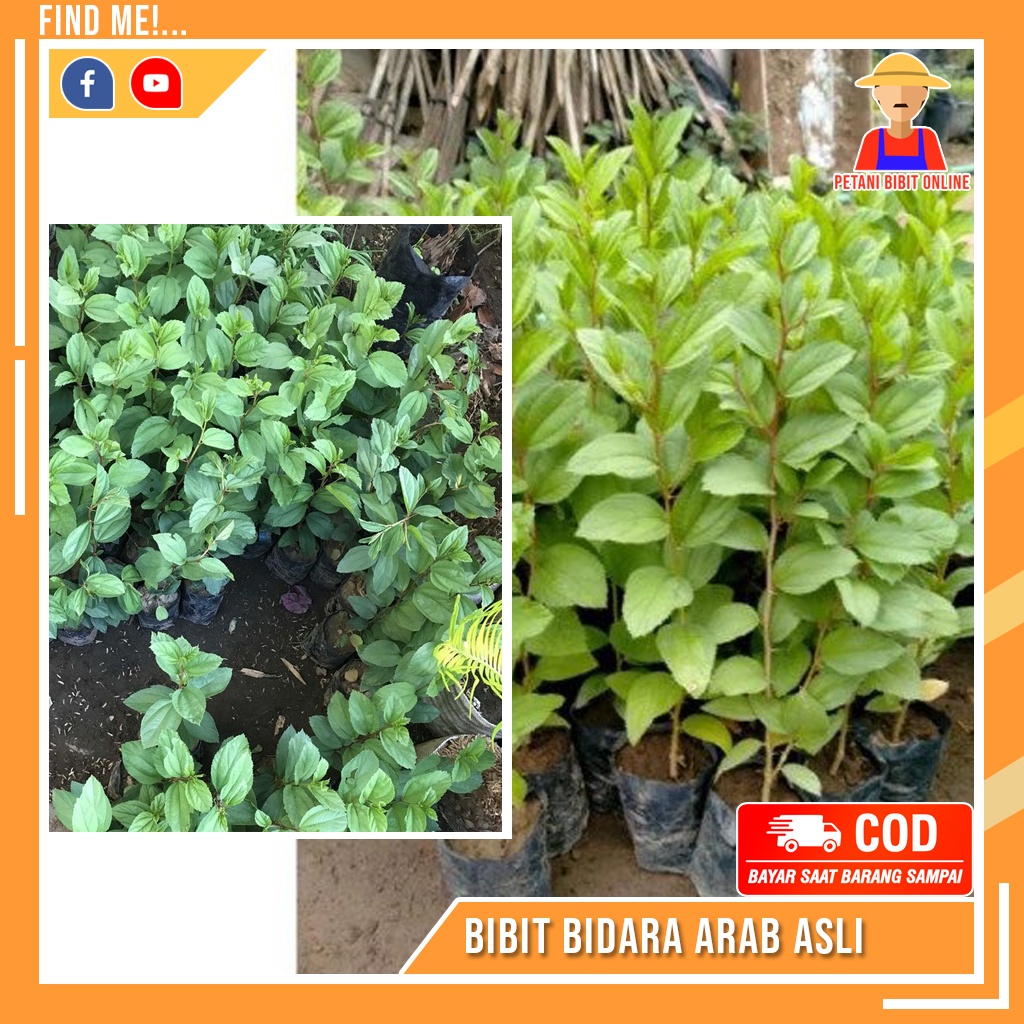 Bibit Bidara Arab Asli Bibit Tanaman Pohon Bidara