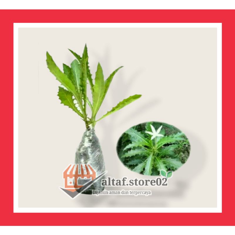 

Bibit Kitolod (HERBAL) beli 2 gratis 1 |Pohon Herbal Kitolod |Bunga Kitolod Kesehatan Mata