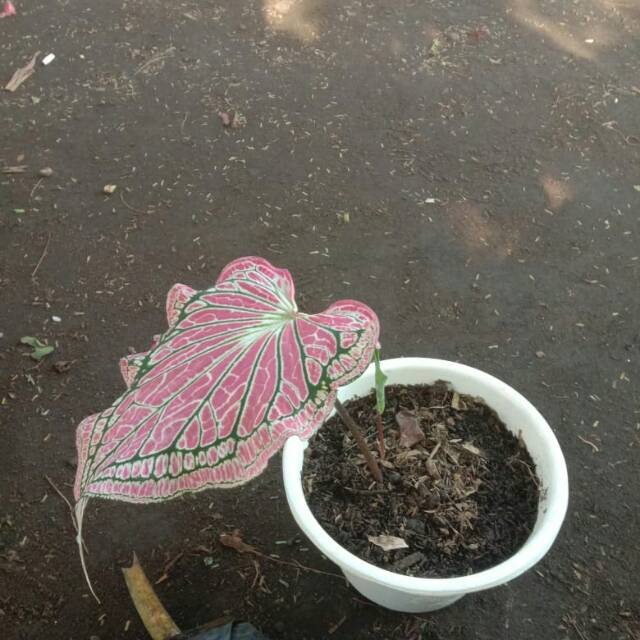 Keladi wayang /keladi batik