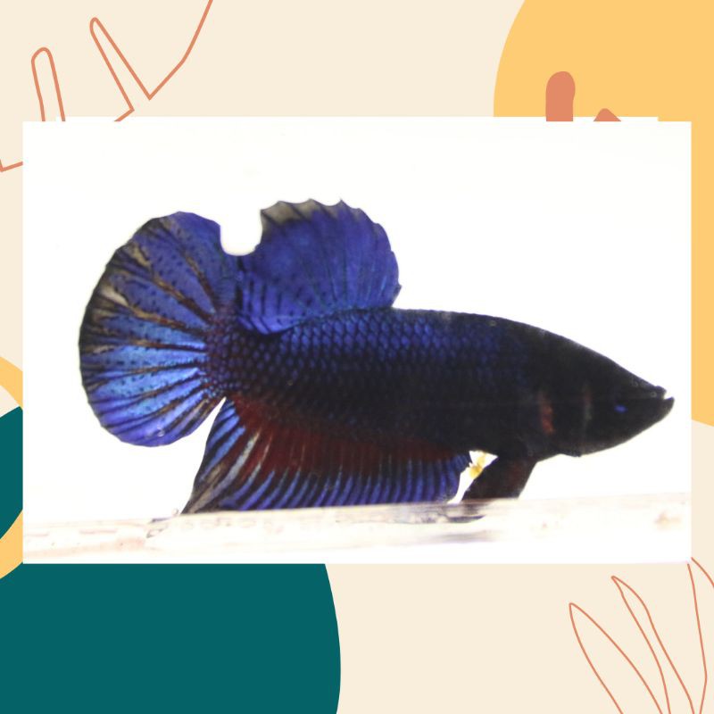 Ikan Cupang Blue Dragon Jantan Shopee Indonesia