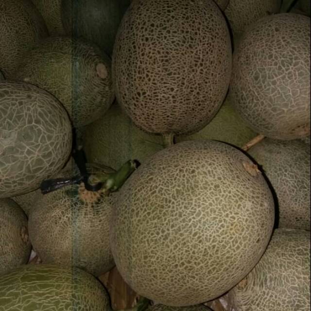 

Melon Lonis