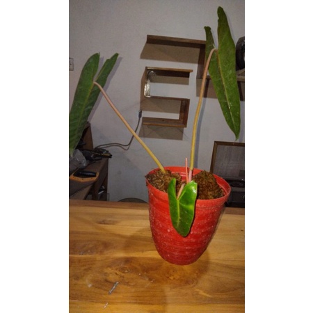 Philodendron Kabel Busi Ori 2 bonggol 2 tunas