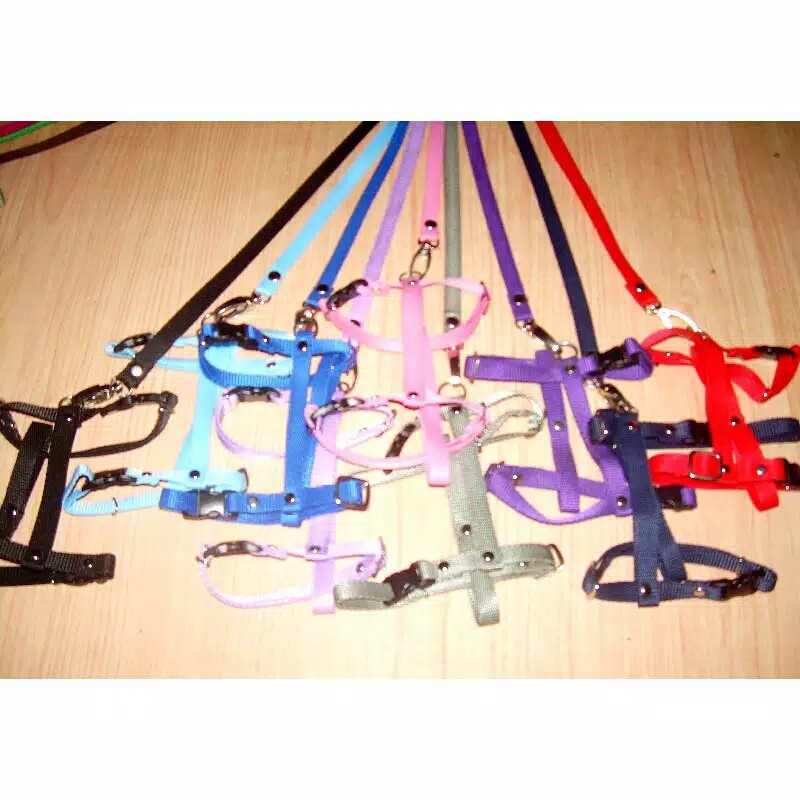 Harnes(kucing anjing musang)