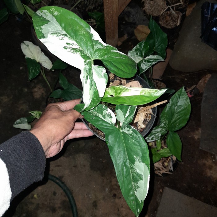 Terbaru syngonium albo variegata murah