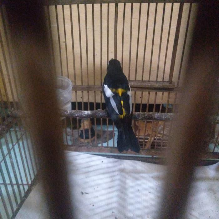 Vitamin Burung Burung Sikatan Emas Jantan Shopee Indonesia