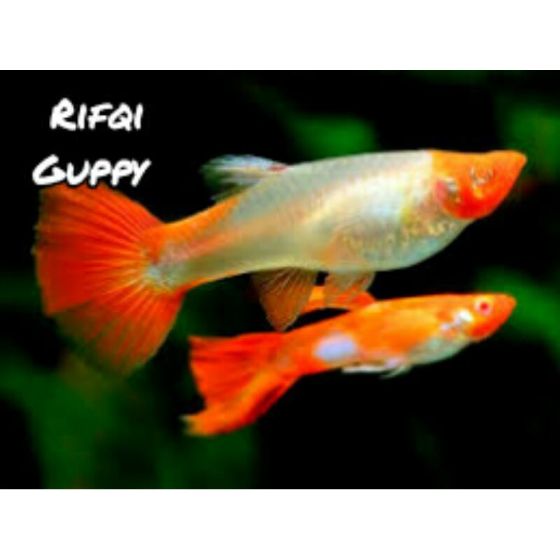 Ikan Guppy Albino Snake Skin Koi SS Koi Ikan Hias