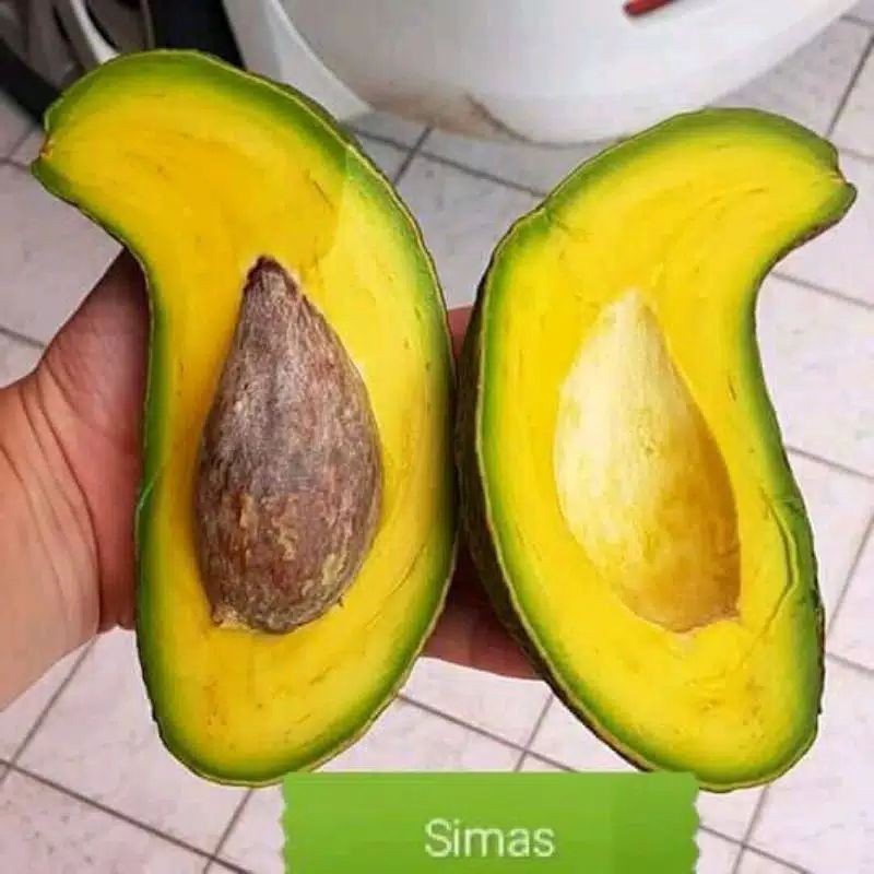 Bibit Alpukat Simas Shopee Indonesia