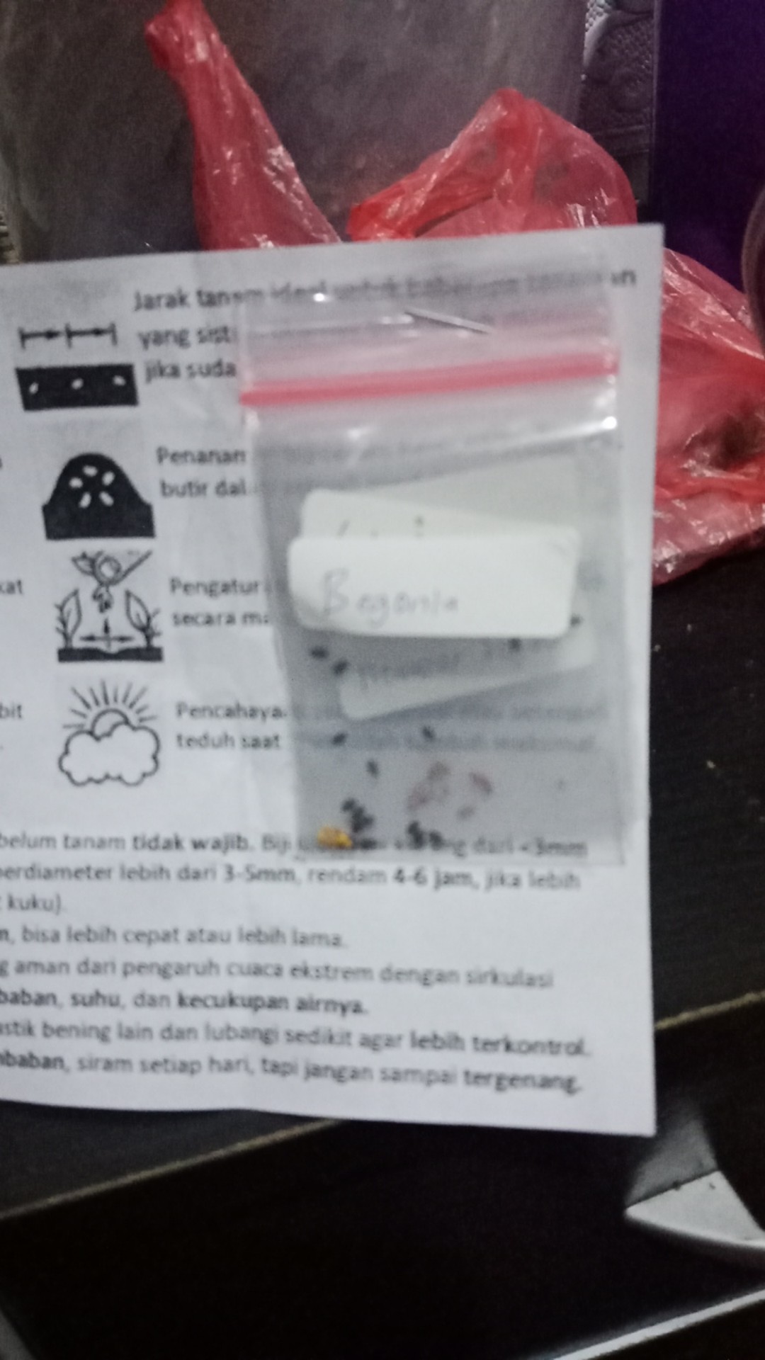 Benih/biji Bunga Aster