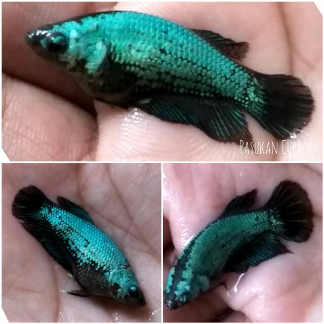 Ikan Cupang Plakat Female Green Dragon Super Shopee Indonesia