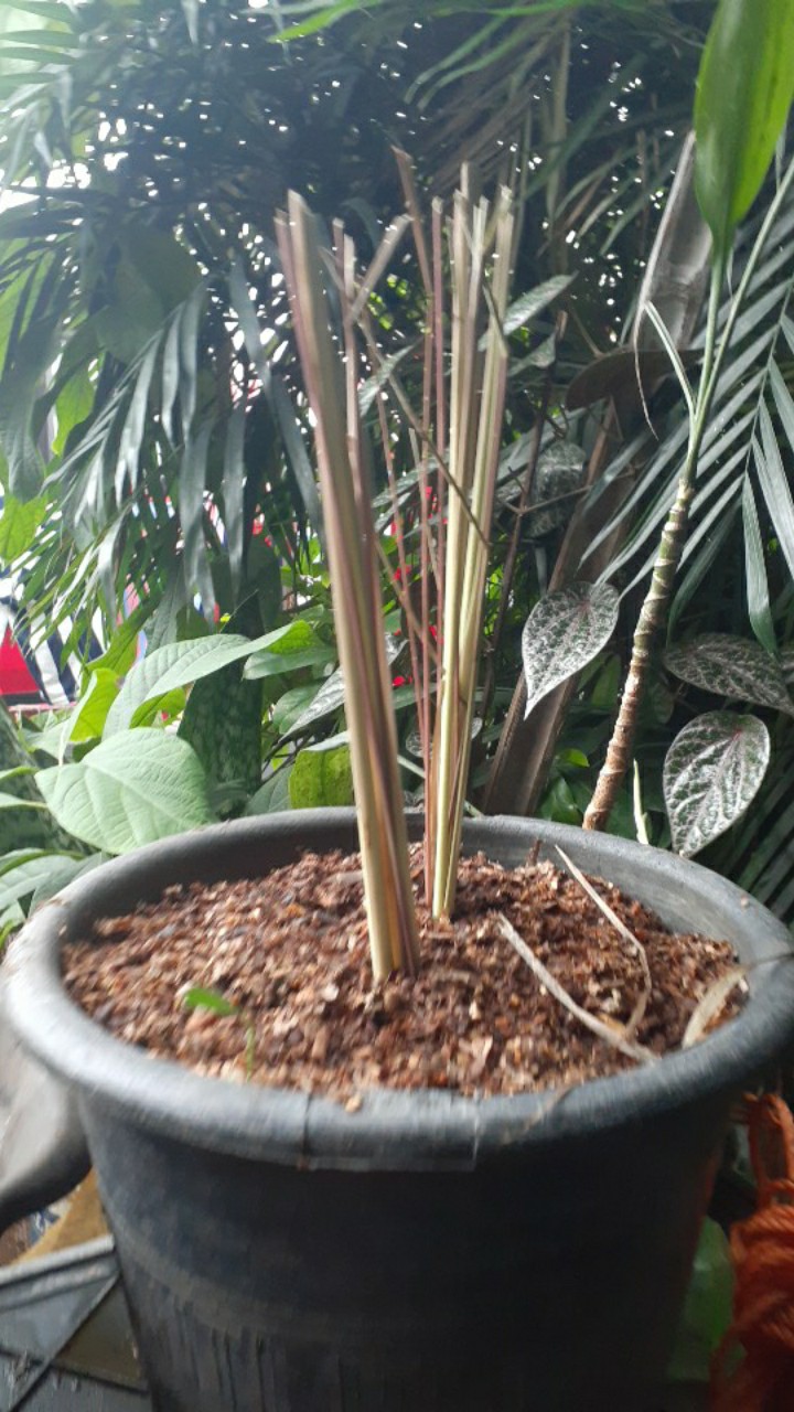 Pohon Sereh Merah