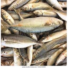 

Ikan Gembung 500gr Segar medan