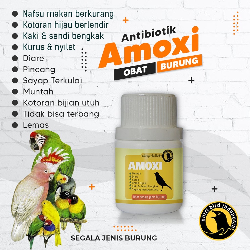 OBAT BURUNG MURAI KENARI AMOXI NUTRIBIRD KURUS NYILET NAFSU MAKAN MENURUN DIARE BULU NGEMBANG