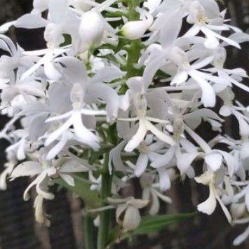 ANGGREK CYMBIDIUM - anggrek tanah calanthe triplicata putih // Tanaman Hidup -Bunga Hidup