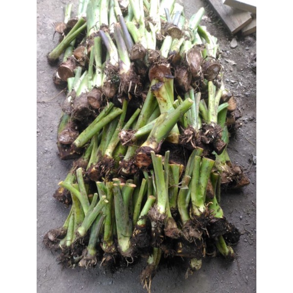 Tales beneng bibit asli murah