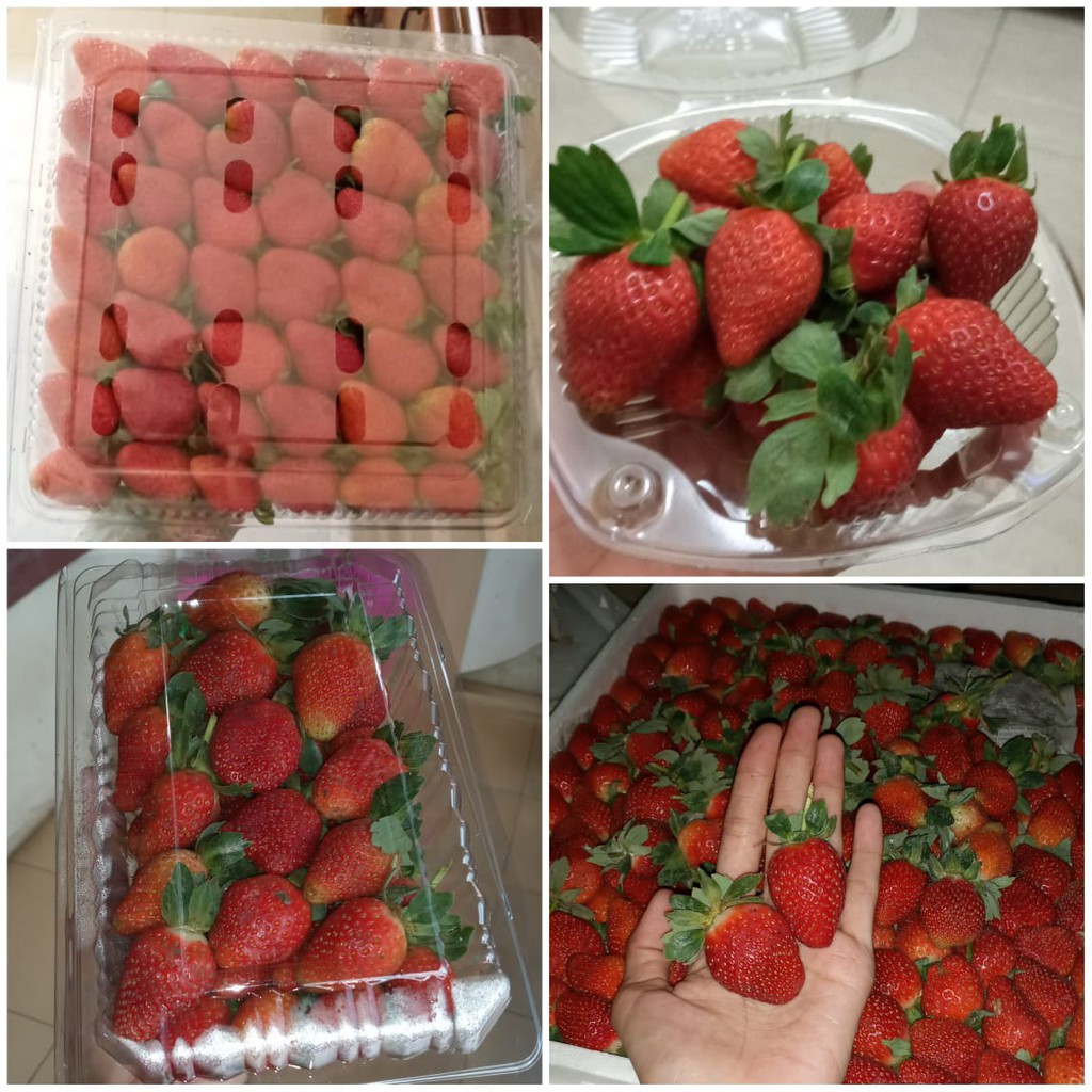 

Strawberry Kelly Bright 1kg