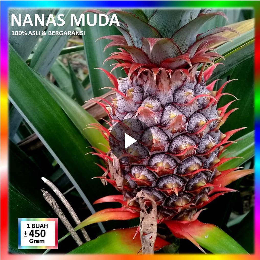 100 Asli Nanas Muda Pelancar Haid Bergaransi Shopee Indonesia